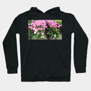 Flowers, pink tulips, Skagit Valley, Washington State Hoodie